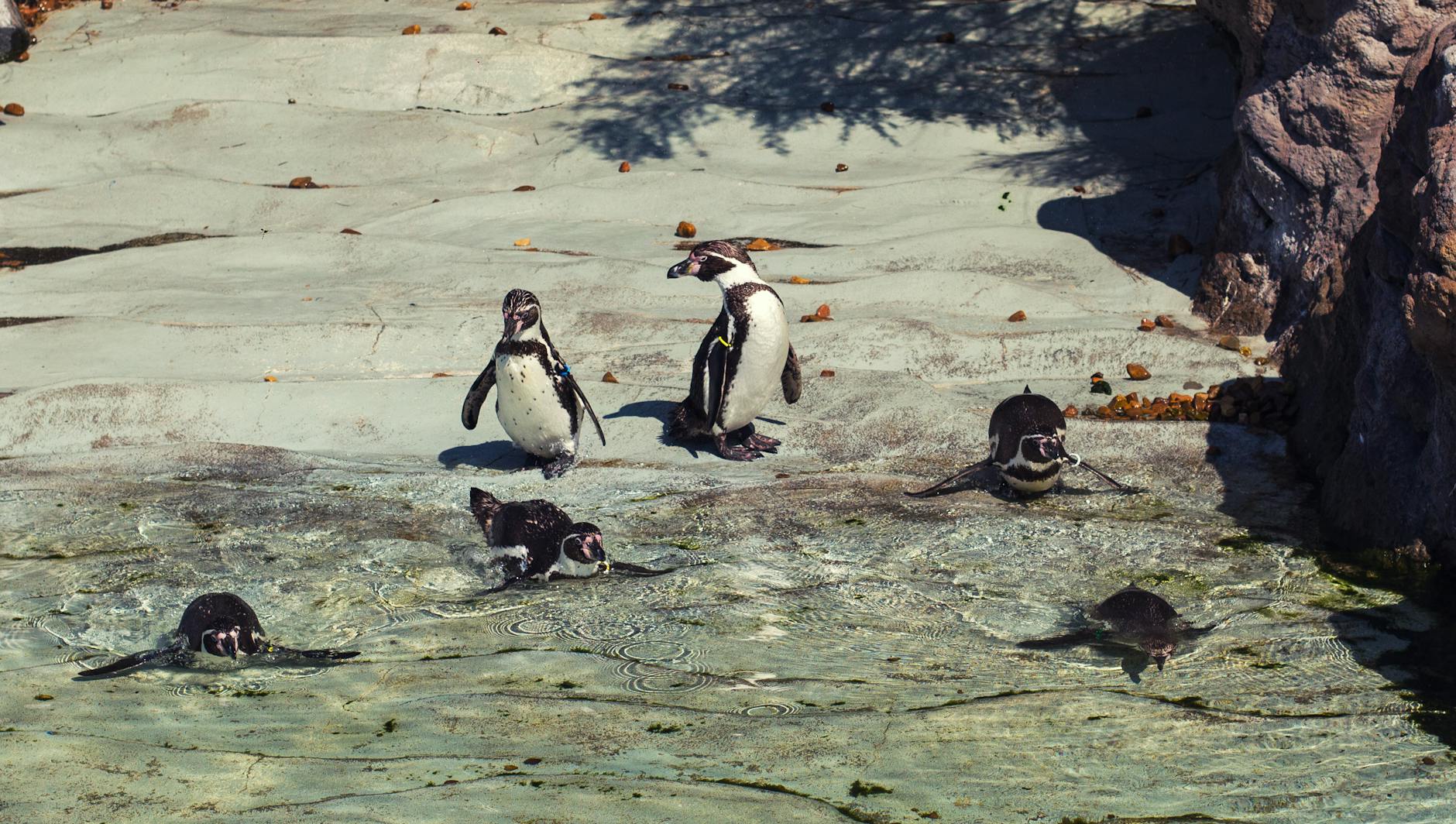 Dzieci stoją przy szybie akwarium i obserwują rekiny w oceanarium w Barcelonie