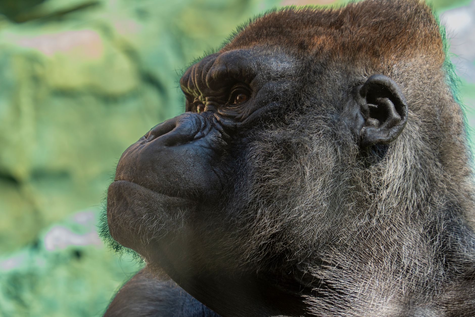 Rodzina z dziećmi oglądająca goryle w Bioparc Walencja