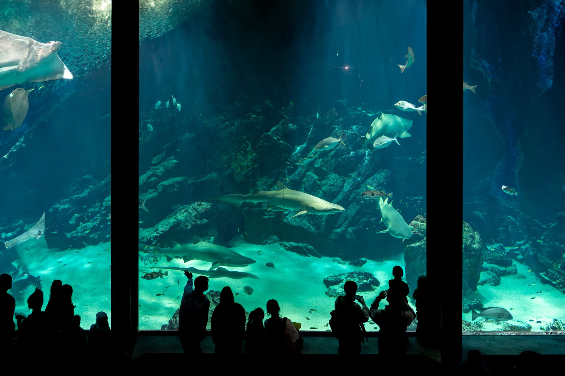 Tunel podwodny w Palma Aquarium z rekinami pływającymi nad głowami zwiedzających