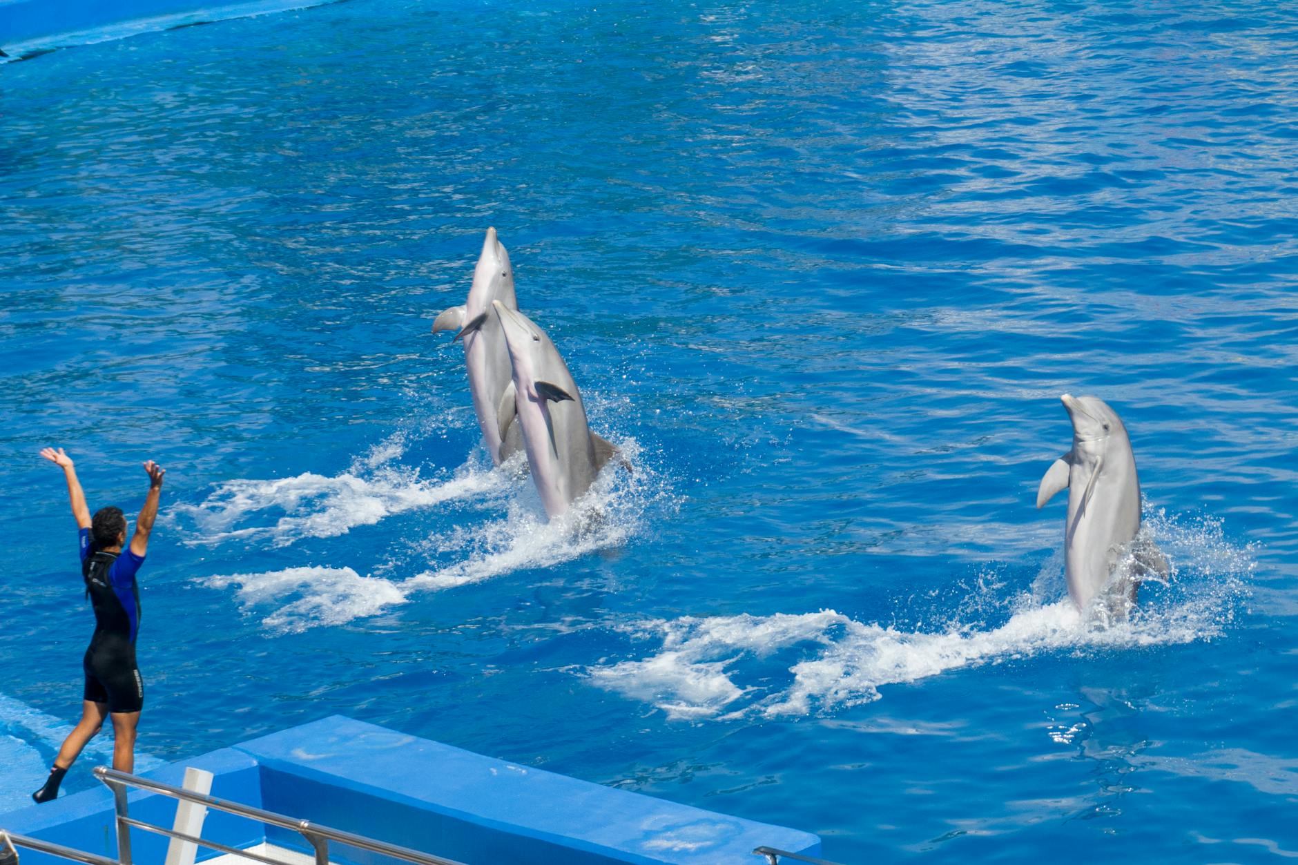 Exciting dolphin show with trainer in Valencia theme park&rsquo;s swimming pool.