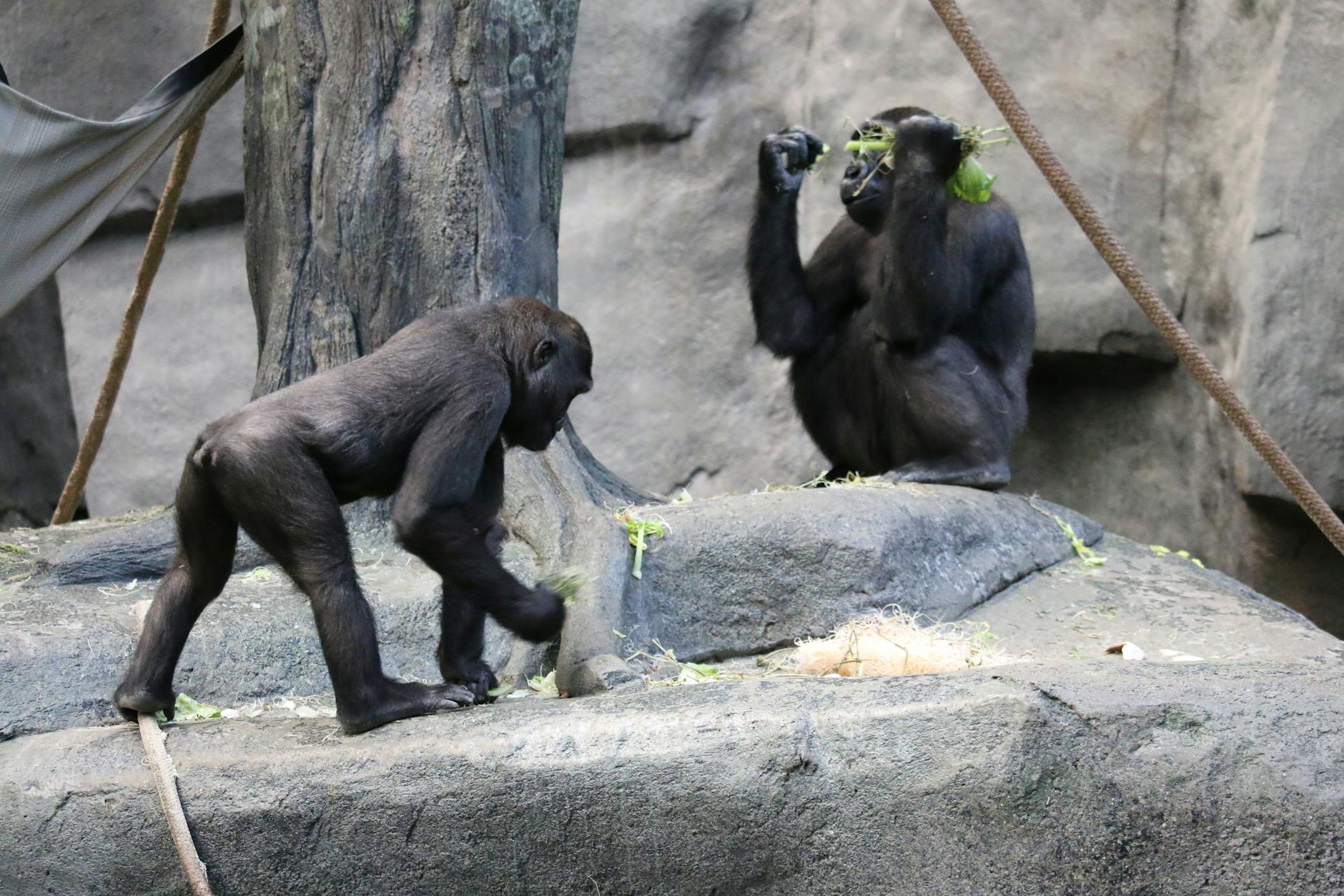 Two gorillas interacting in a zoo enclosure, showcasing natural behavior and habitat.