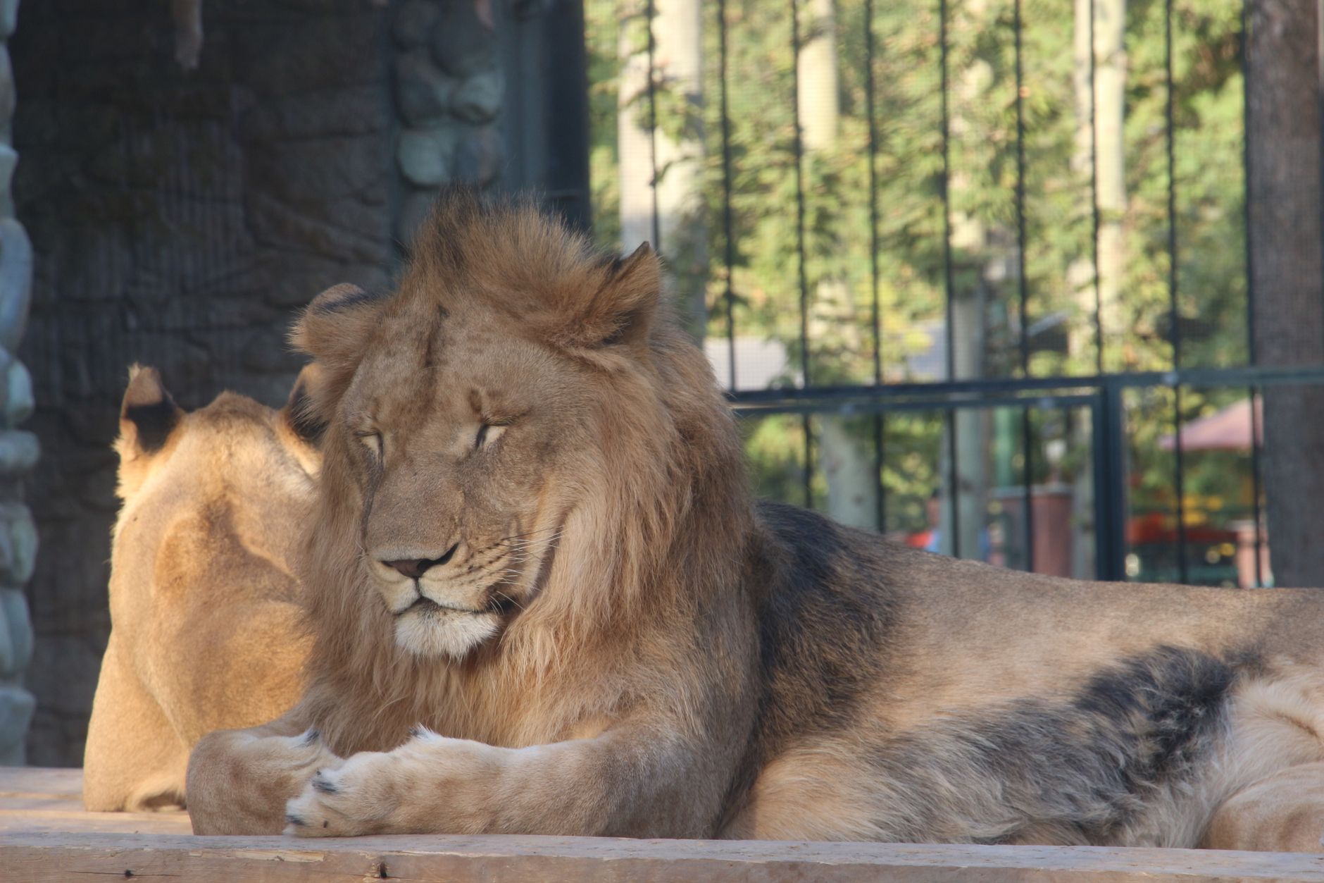 Close-up of a lion resting in a zoo, showcasing its majestic mane and serene posture.