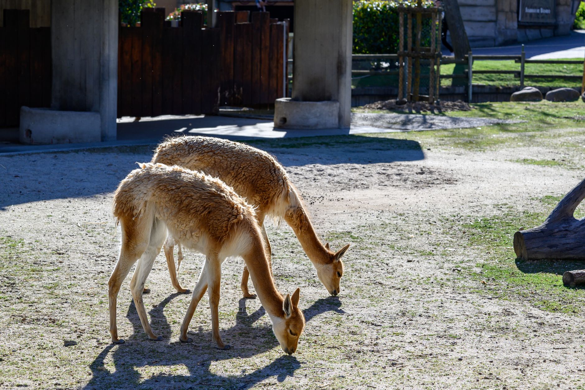Vicunas grazing outdoors at the Madrid Zoo, a serene wildlife moment captured in daylight.